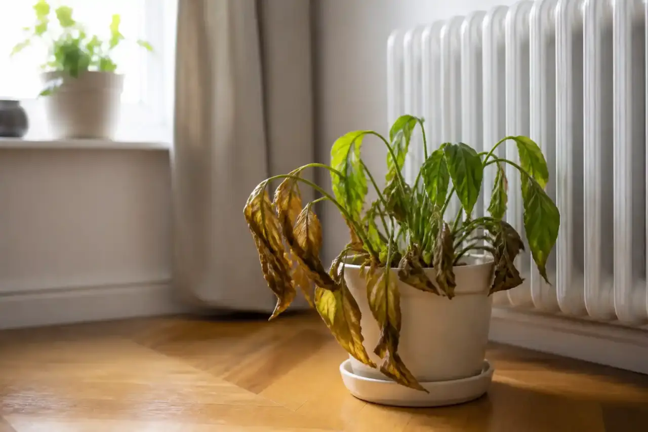 Plantes d'intérieur près d'une fenêtre lumineuse, éloignées d'un radiateur